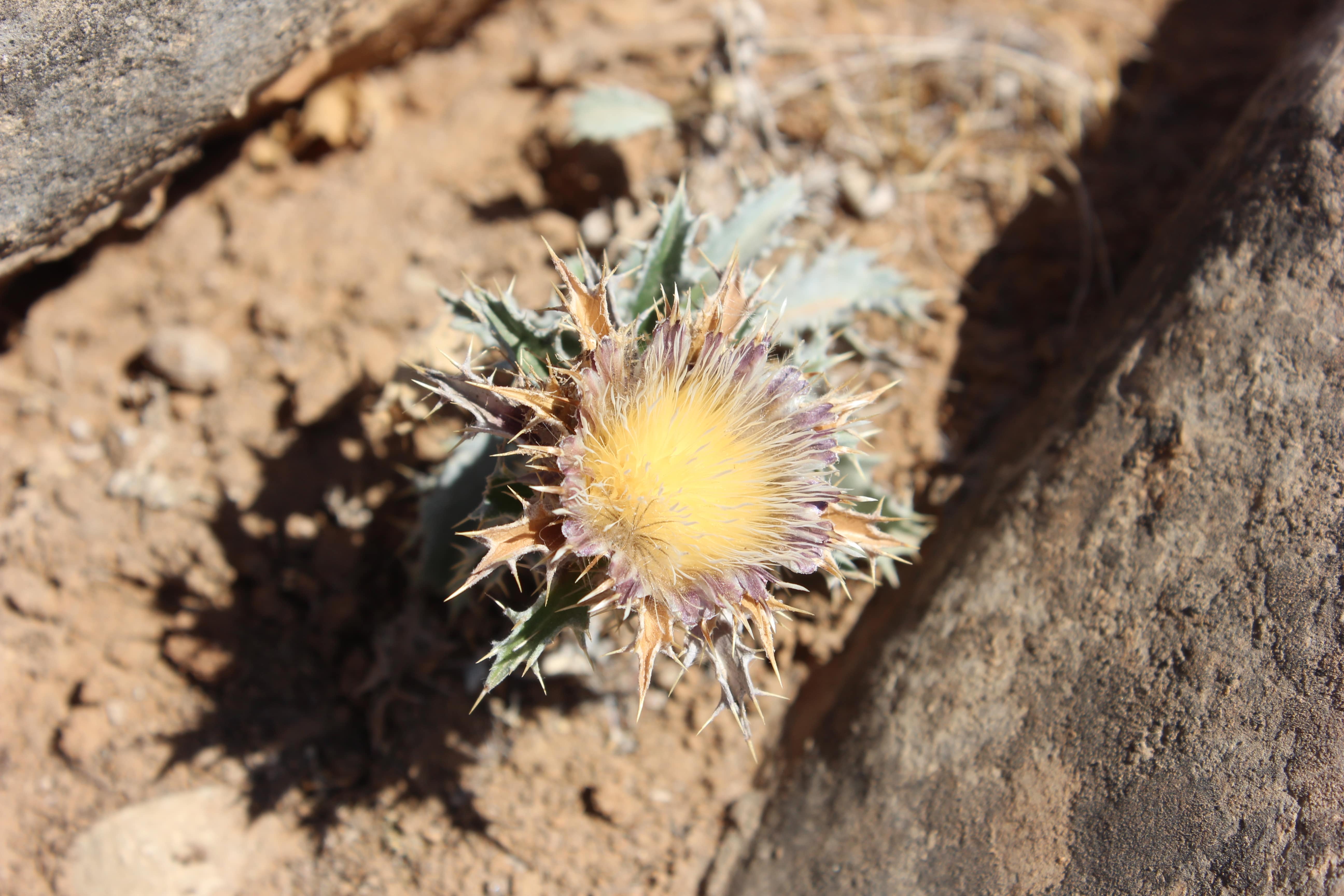 Plant Image
